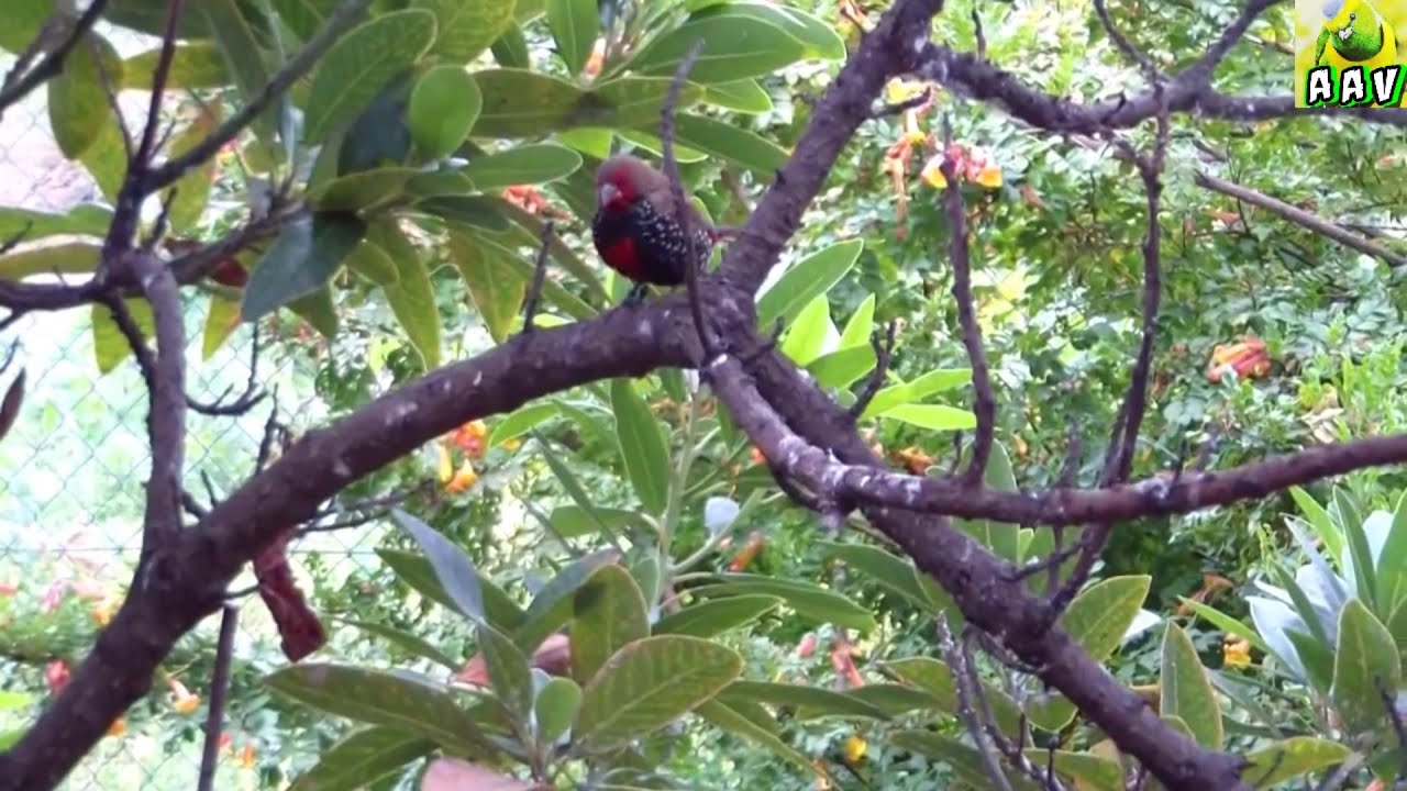 SUPER GIGANTE VOLADERA CON TODO TIPO DE PÁJAROS EXÓTICOS Y ÁRBOLES CASI EN LIBERTAD. BELLEZA 100%