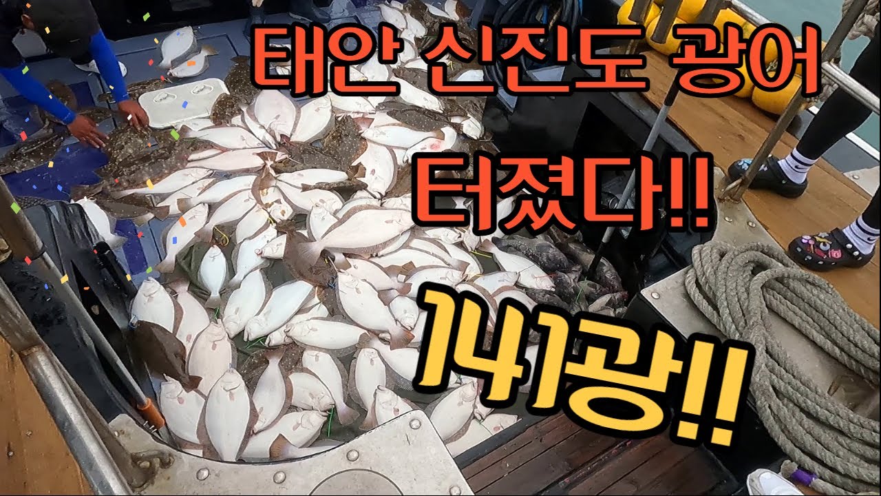 6월19일 신진도 광어 다운샷!우중전!!141광!!대박조황 너울을 극복하면 광어가 쏟아진다?#teamhighend정출#오시아지거리미티드#솔티가sj#블레스호#신진도블레스호#광어다운샷