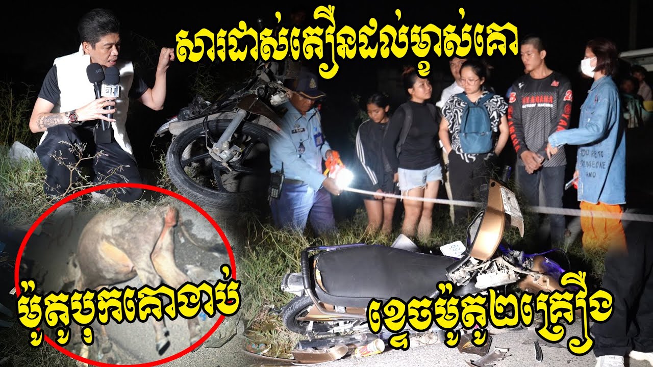 សារដាស់តឿនដល់ម្ចាស់គោ!!! ផ្លូវងងឹតផង បុរសម្នាក់ជិះម៉ូតូបុកគោដើរកាត់ផ្លូវ ដួលរបួស ត្រូវម៉ូតូបុកថែម