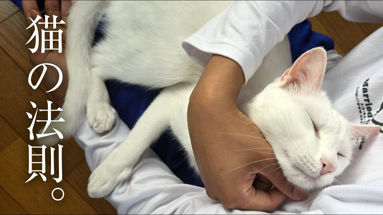 猫は、幸せになる法則を知っている。