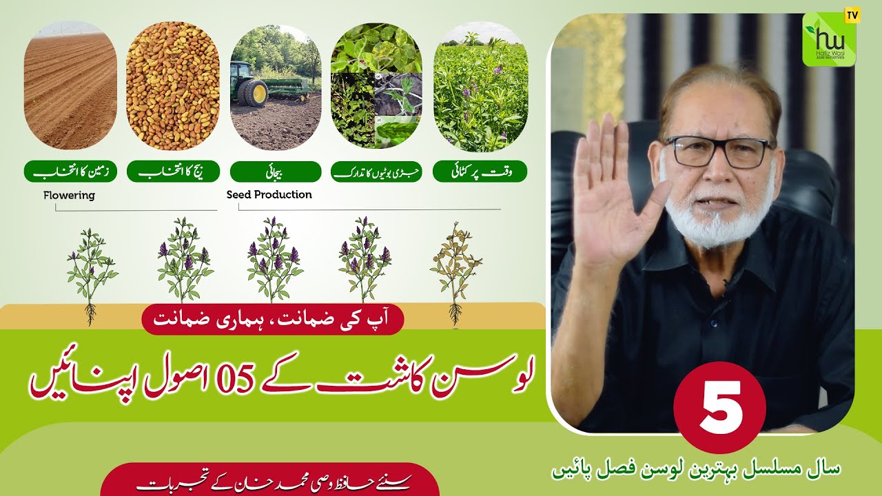 لوسن کاشت کے 05 اصول اپنائیں- پانچ سال مسلسل بہترین لوسن فصل پائیں