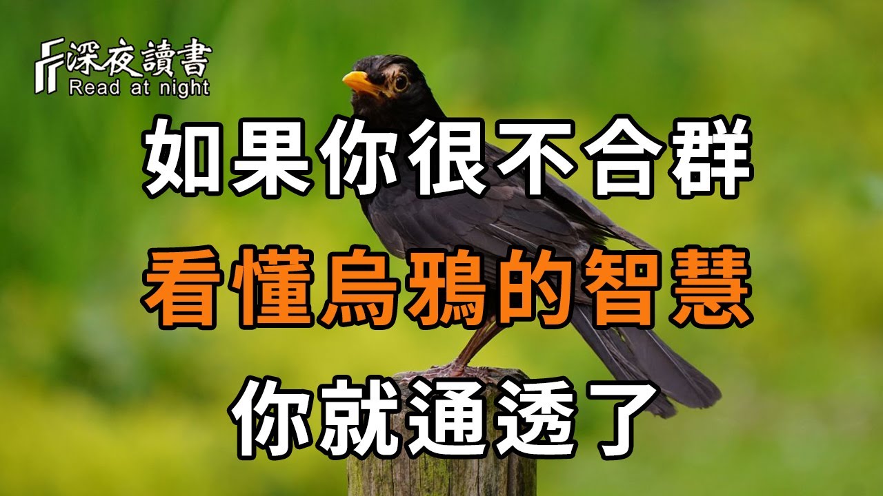 如果你是一個很不合群的人，看懂這個烏鴉的智慧，就通透了！【深夜讀書】
