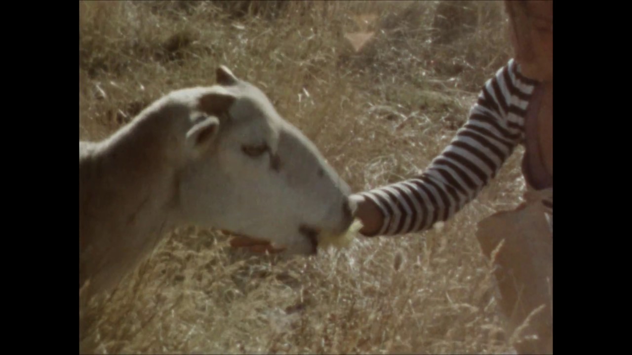 ARCHER / My Little Sweet Aussie Sweetheart