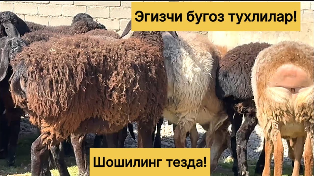 Эгизчи бугоз тухлилар! 918110094☎️
