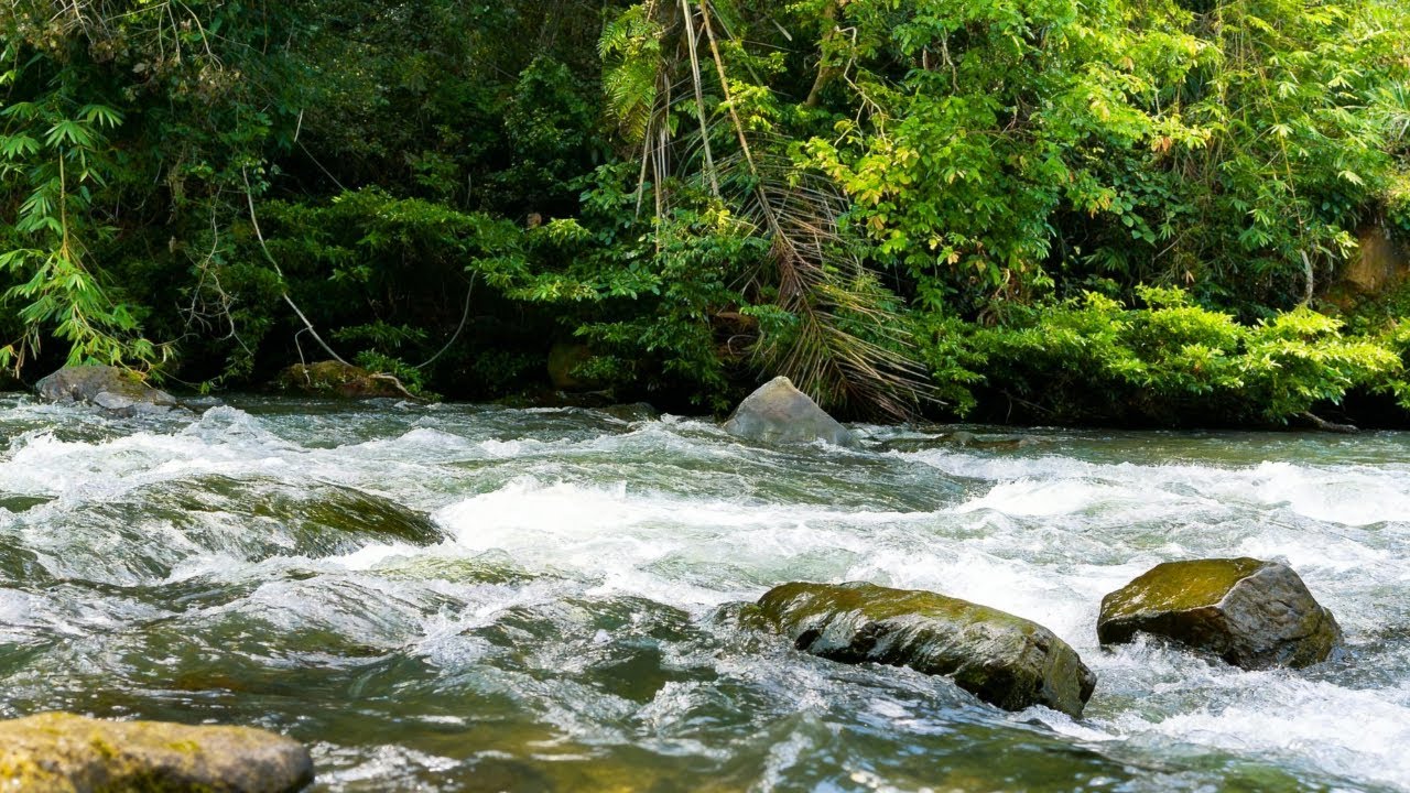 TRANQUIL RIVER SOUNDS FOR DEEP SLEEP, NATURE ASMR RELAXATION LIVE