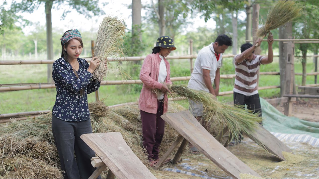 Traditional harvest rice in my Country - Polin lifestyle