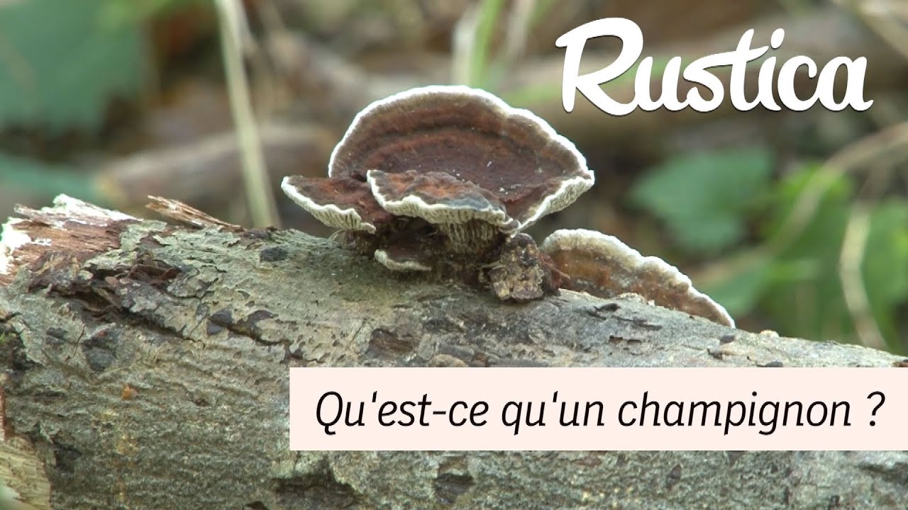 Reconnaitre les champignons parasites et saprophytes