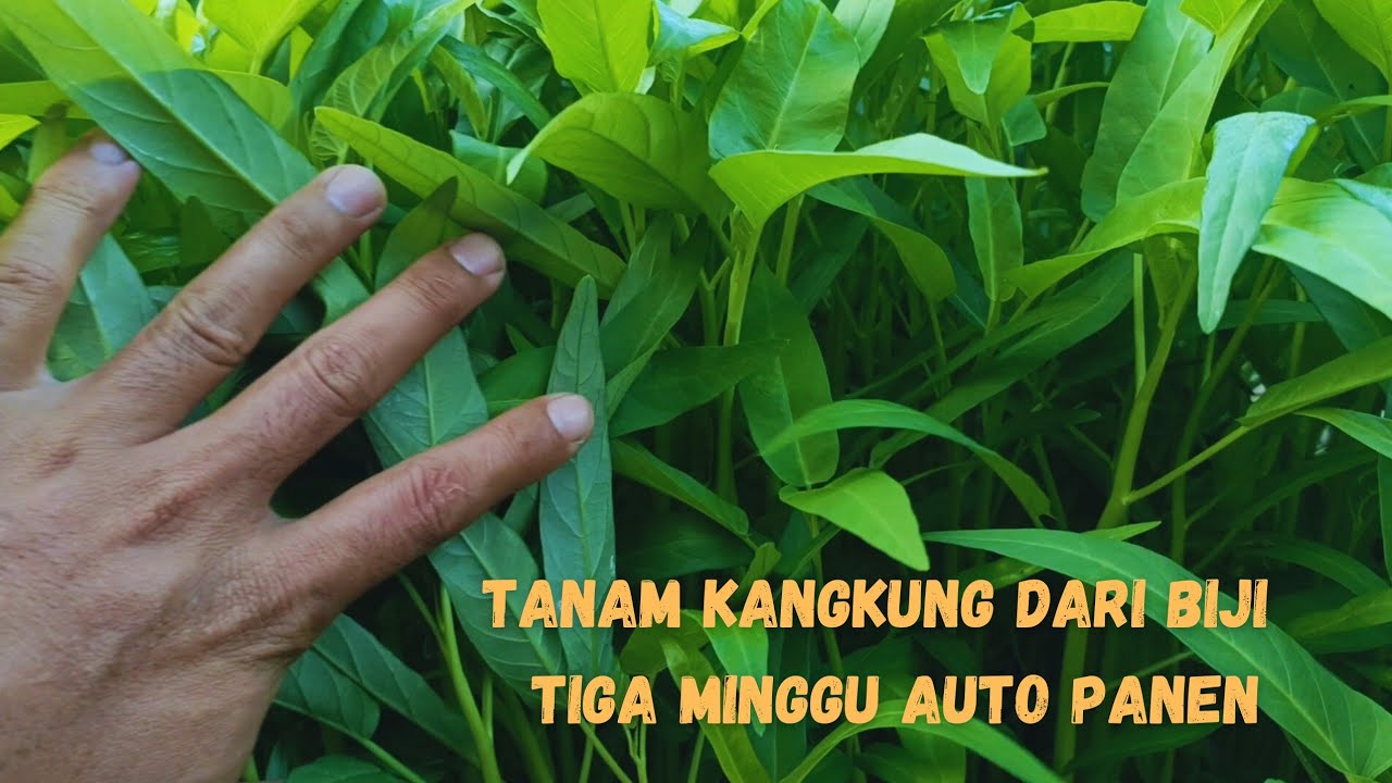 MENANAM KANGKUNG DARI BIJINYA TIGA MINGGU KEMUDIAN LANGSUNG PANEN #mazjhoky