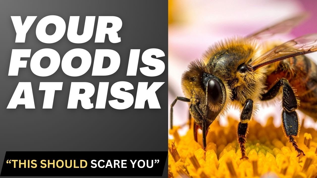 “Why Are So Many Bees Dying