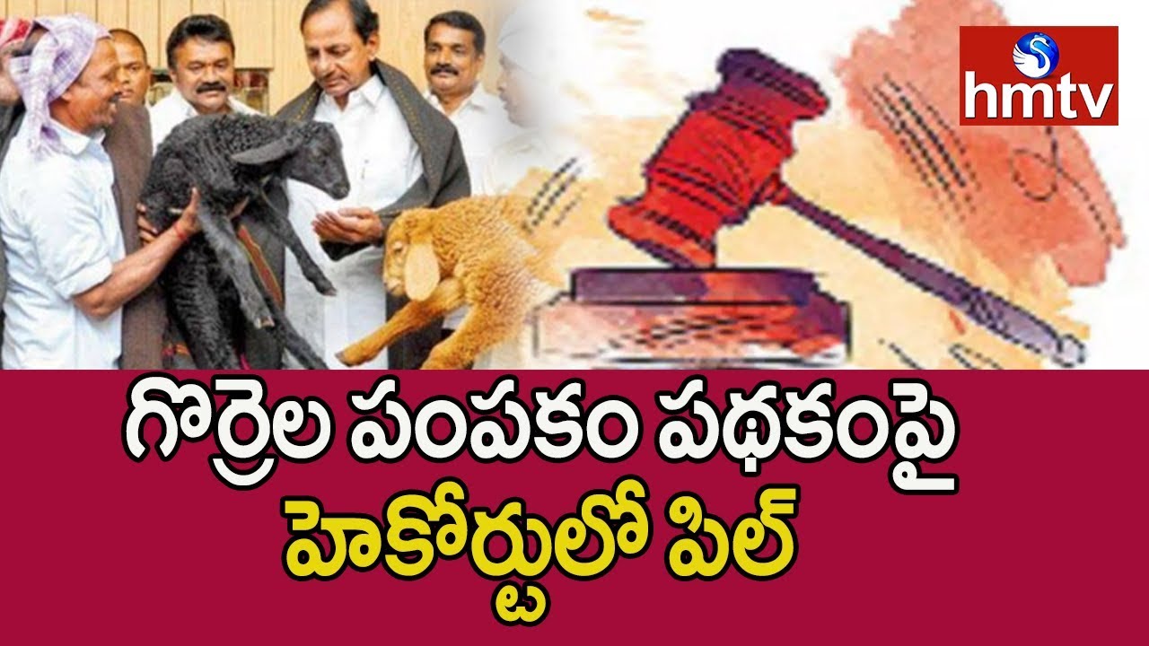 PIL on Sheep Distribution Scheme in Telangan HIgh Court | Telugu News | hmtv