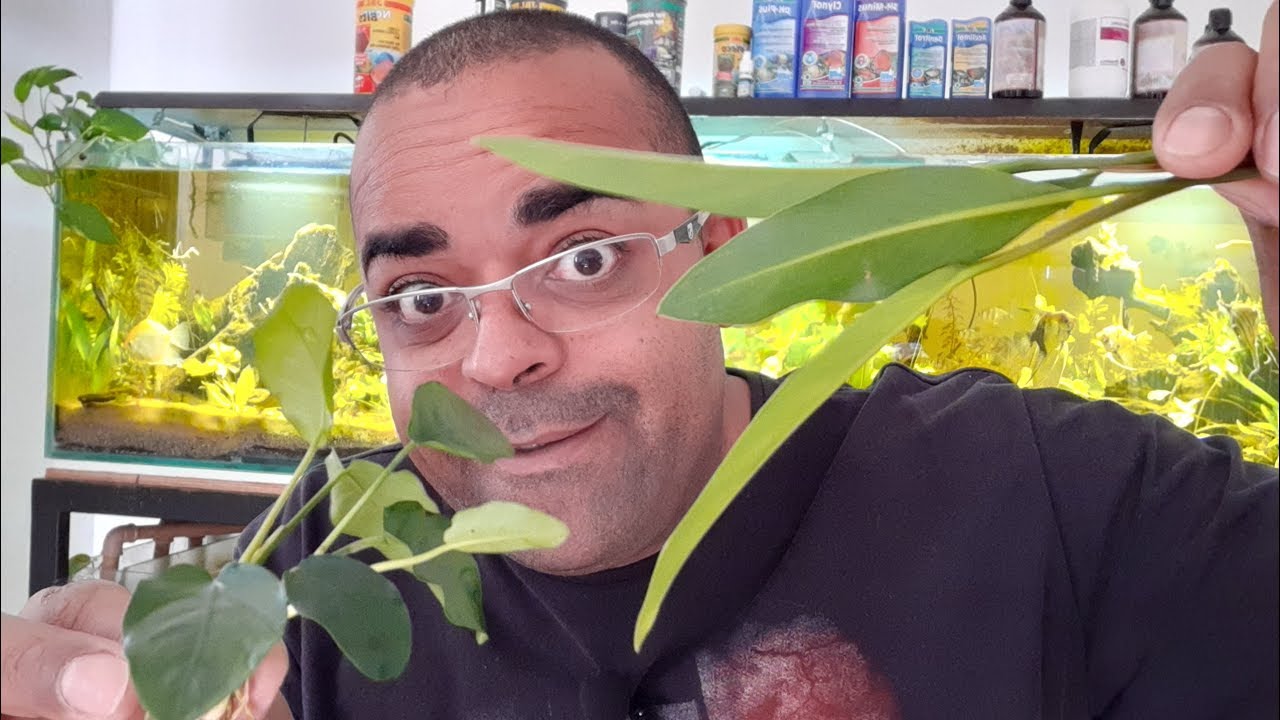 COMO CULTIVAR ANUBIAS EM AQUARIOS
