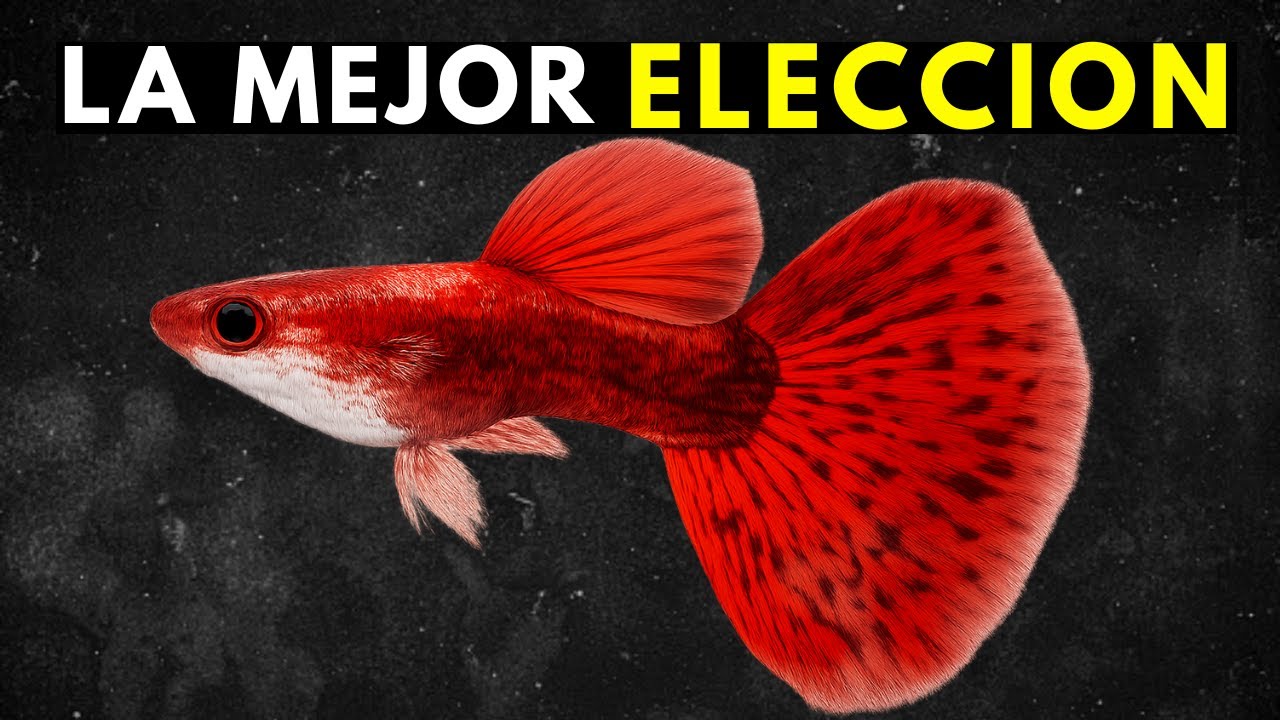 ¡Los 10 PECES Perfectos para ACUARIOS de 10  GALONES!