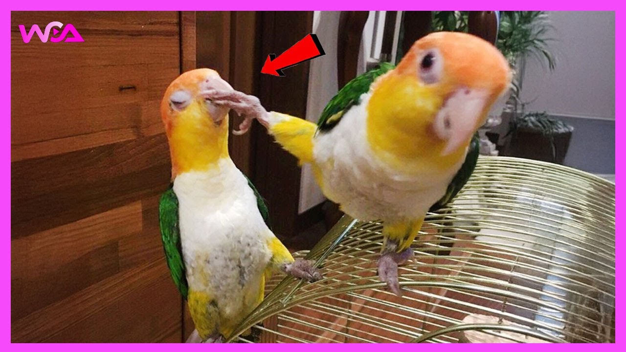 🦜 Я хотел говорящего попугая, но Бог дал мне комика! 🤣 Самое смешное видео с попугаями