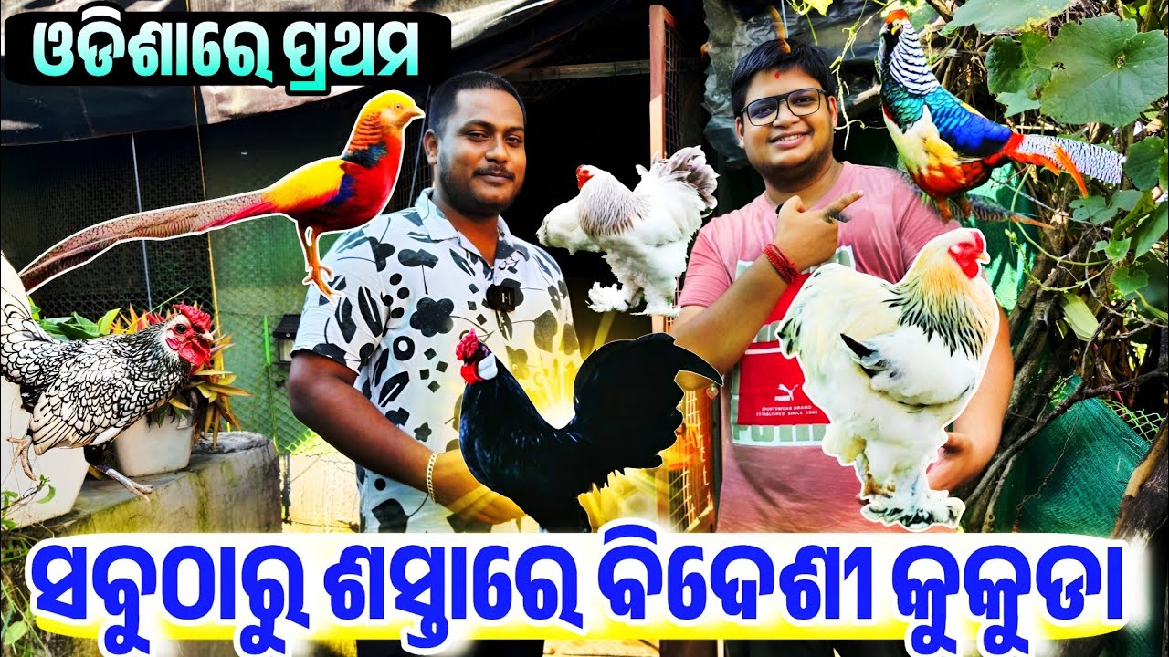 Lowest Price All types Exotic Poultry Chicken Farming all india Delivery Odisha from Utkal Farm