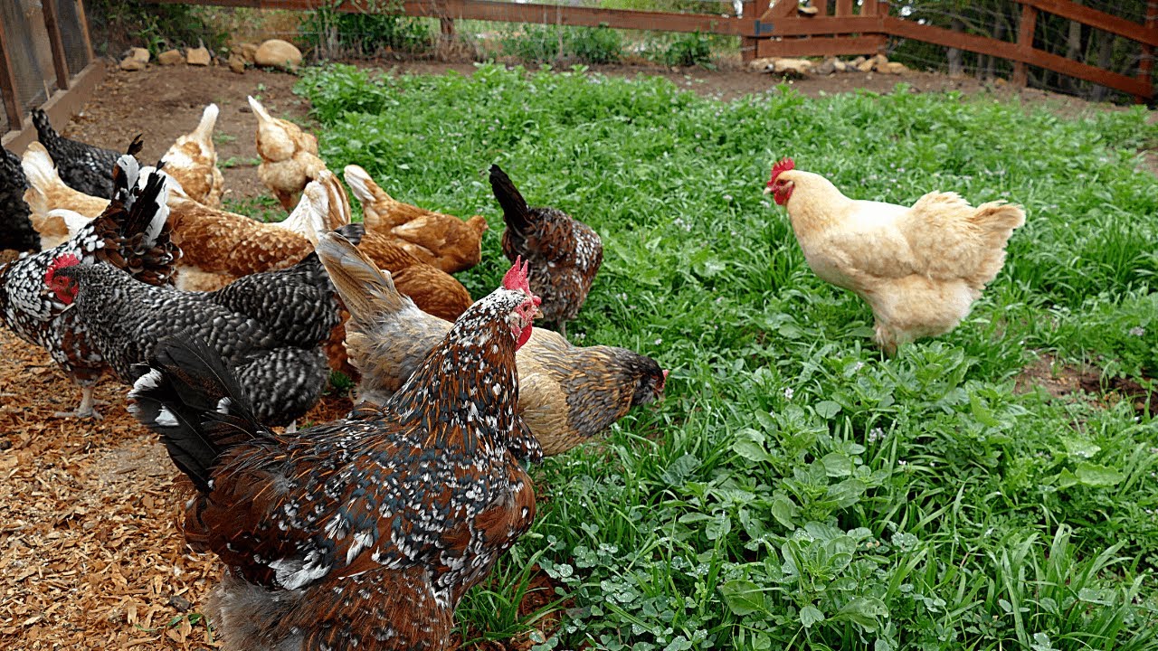 Making a Chicken Pasture - Start to Finish