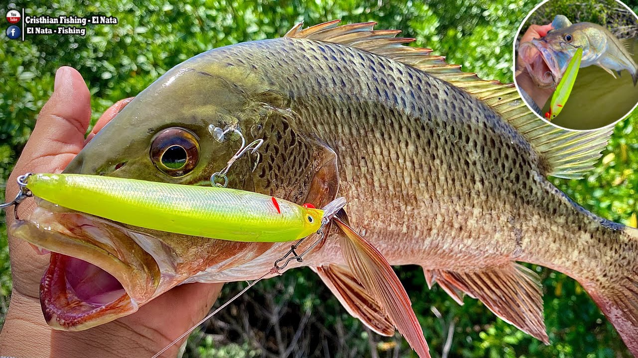 Una AVENTURA más de pesca de pargo y robalo / Mucho CAMARÓN en los manglares 