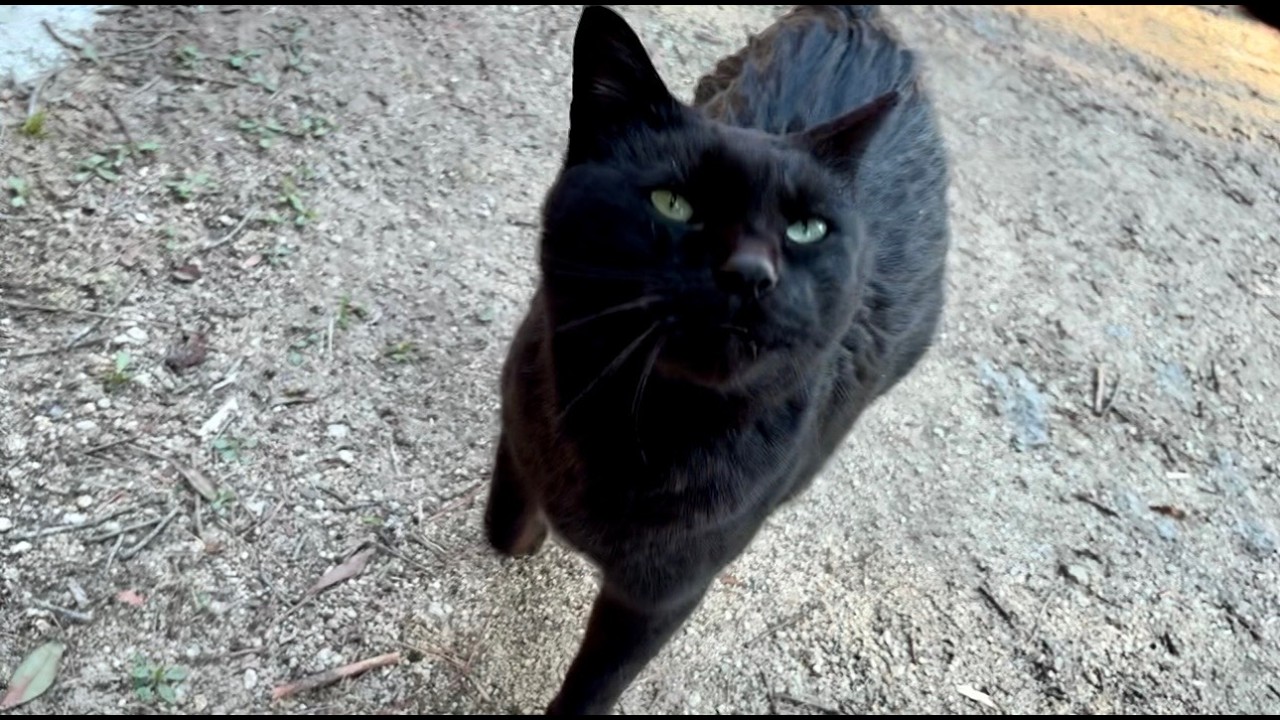 会えて喜んでくれる人懐っこくてかわいい黒猫ちゃん