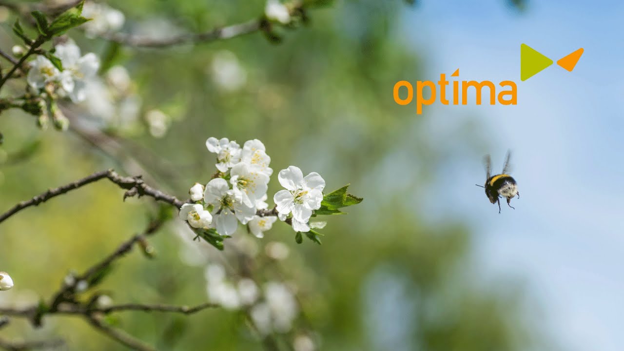 Dimission Optima, Trädgårdsgatan 4.6.2021