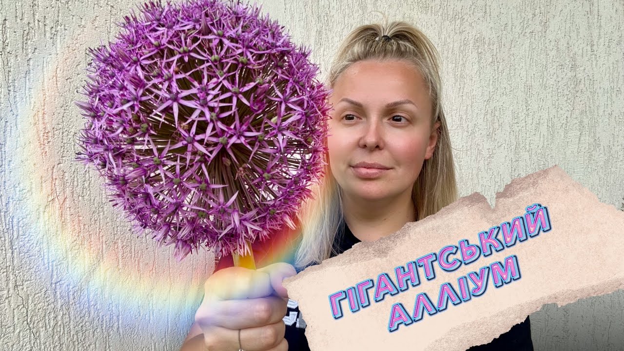 Огляд найбільших Алліумів. Гігантський Алліум