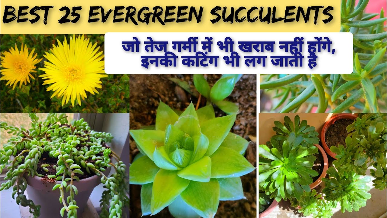 Permanent Succulent Plants |Summer Succulents Name / Permanent Succulents cutting and propagation
