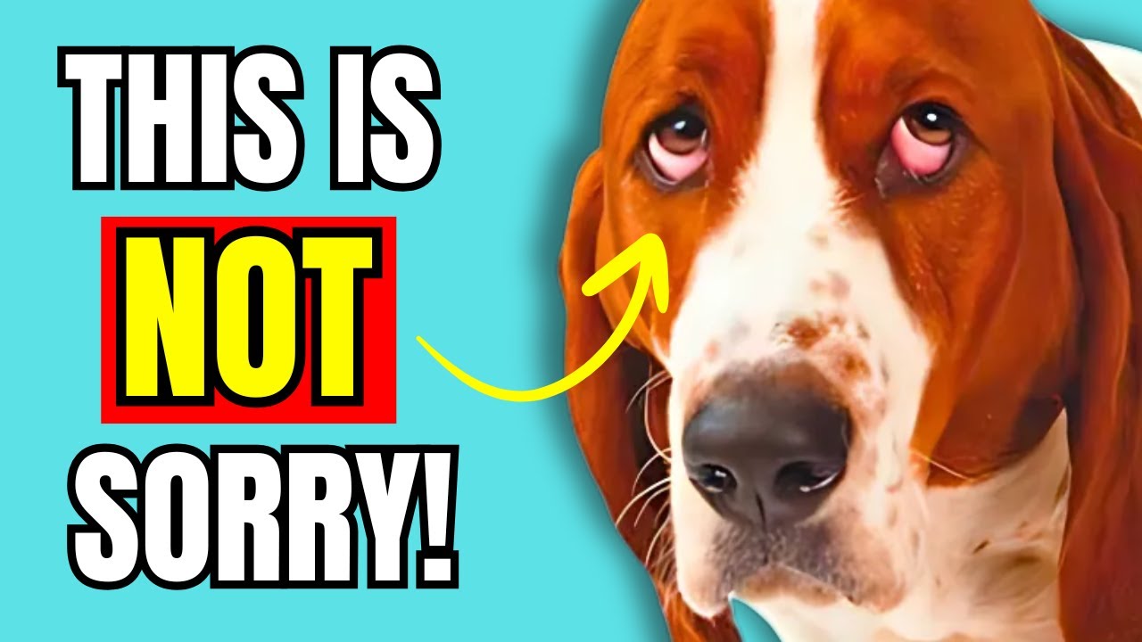 If Dogs Show You Their GUILTY Faces, It Really Means This