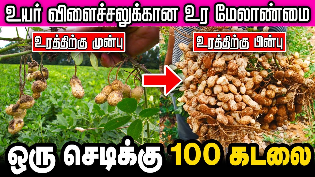 நிலக்கடலை சாகுபடி - விதை முதல் அறுவடை வரை அனைத்தும் ஒரே வீடியோவாக ! #groundnut #rootsmatepro