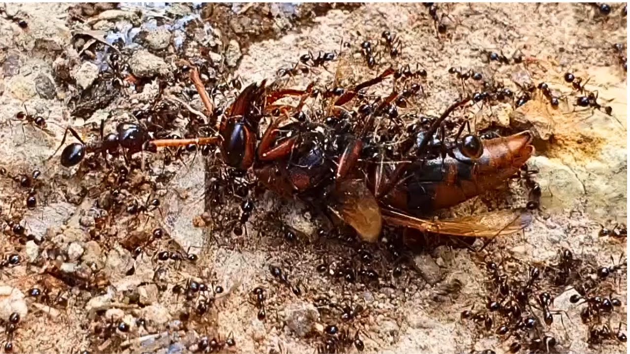 Ants' method of crossing the swamp when carrying prey