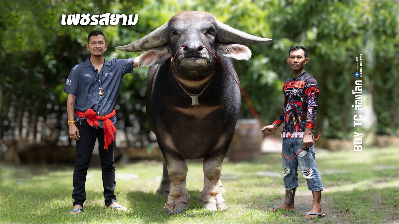 เพชรสยาม ผู้ใหญ่แคท ควายงามเมืองพระชนก อุทัยธานี