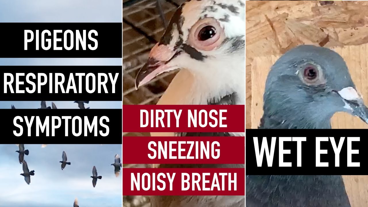 Pigeons Respiratory Symptoms: Inflamed Wet Eye, Dirty Nose, Sneezing, Noisy Breath