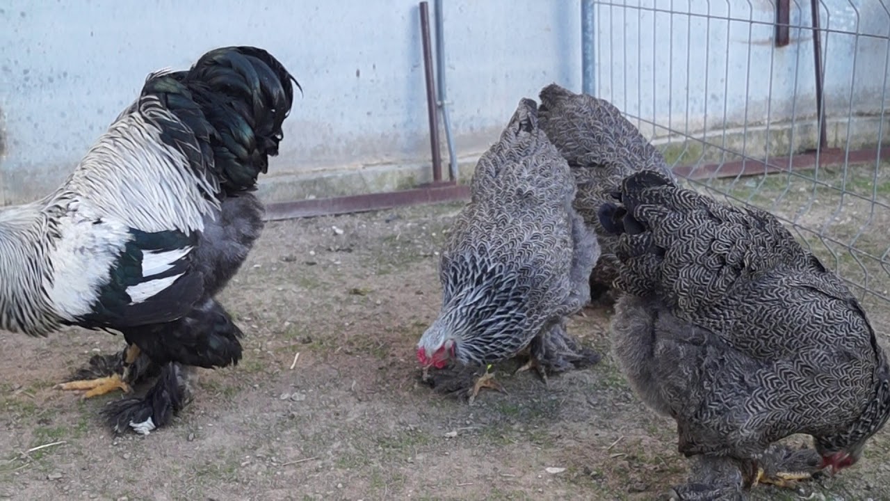 Brahma aperdizado plata en negro !
