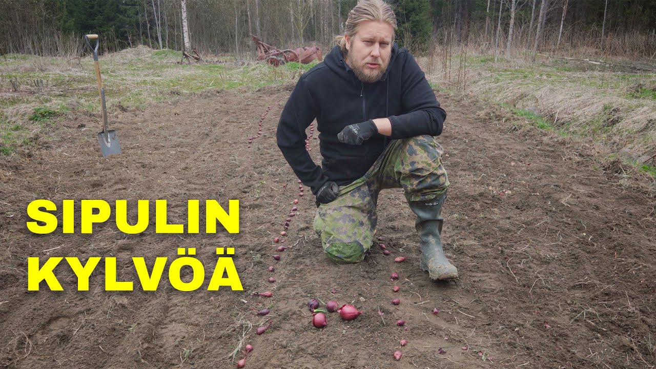 Sipulin istutus käsin (punasipuli, keltasipuli)
