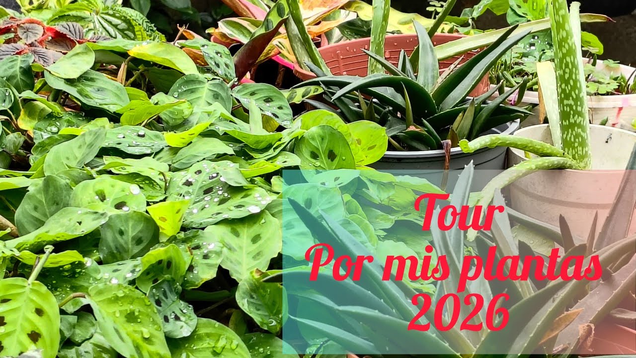 Tour por mis plantas  2026.💚💚