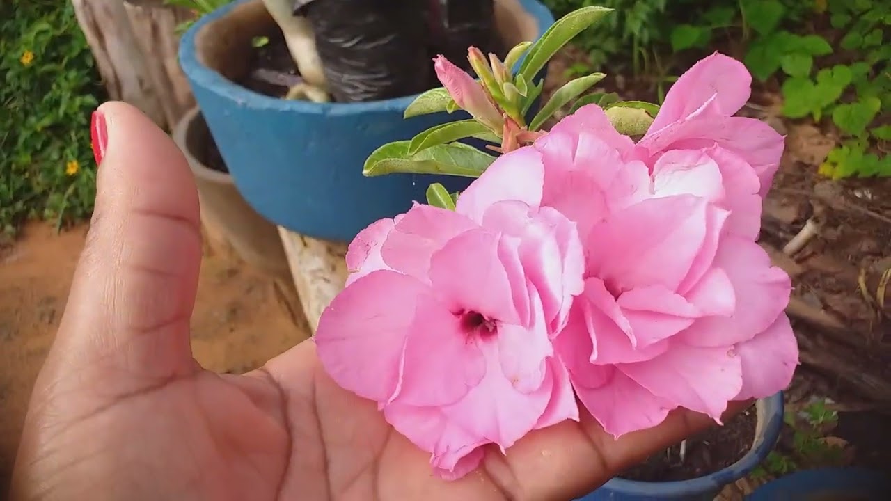 Vamos ver meu  paraíso de plantas 