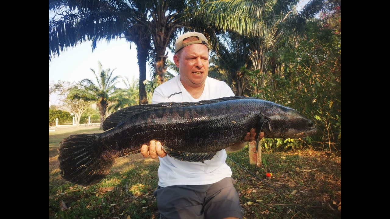 Giant Snakehead fishing at the Tamarind Villa's, Bang Saray, Chonburi, Thailand
