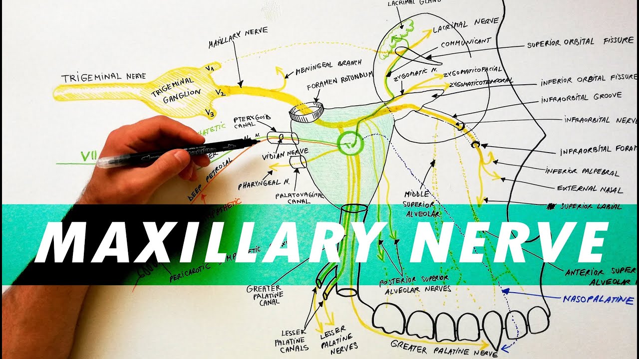 Trigeminal Nerve Anatomy - The Maxillary nerve
