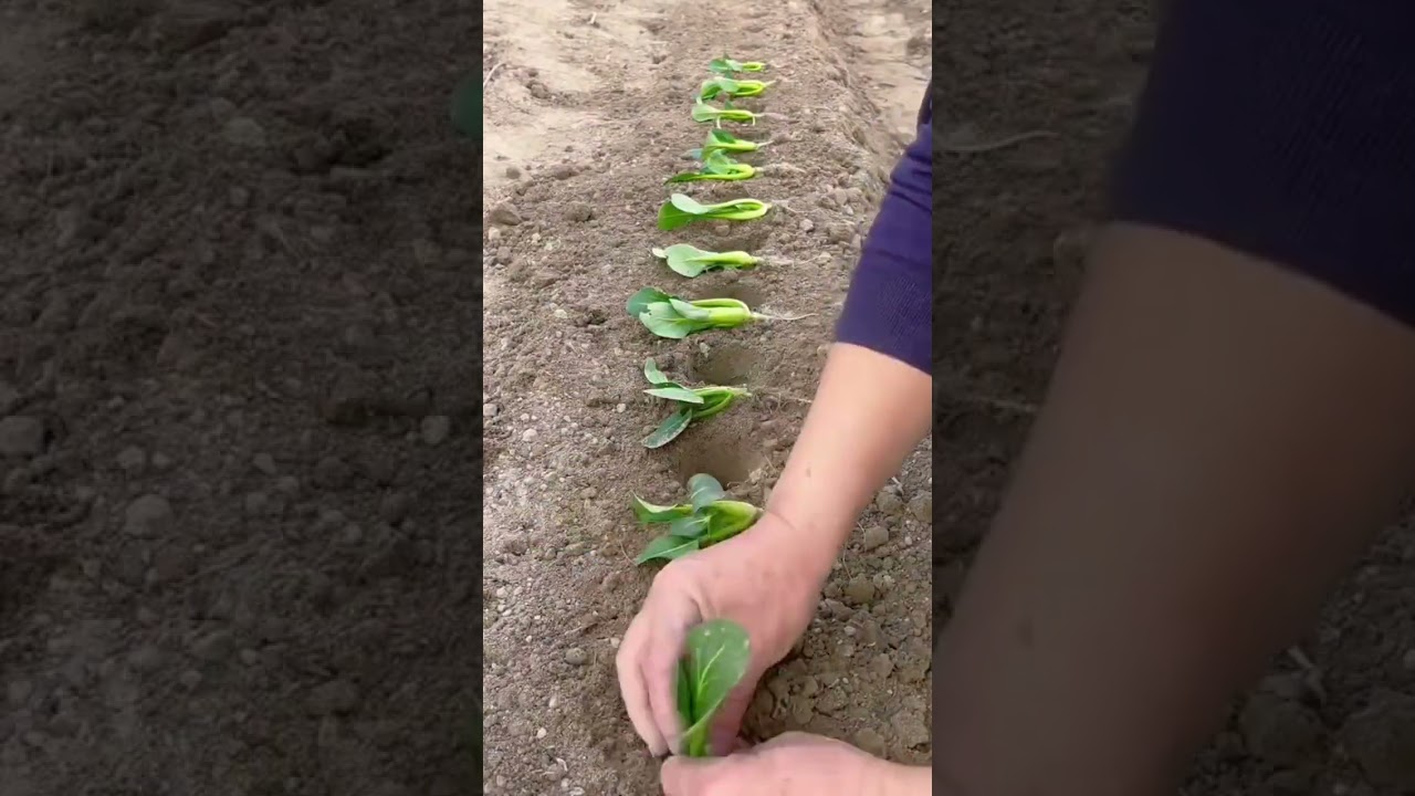 with this tool you can plant vegetables faster and in greater quantity 