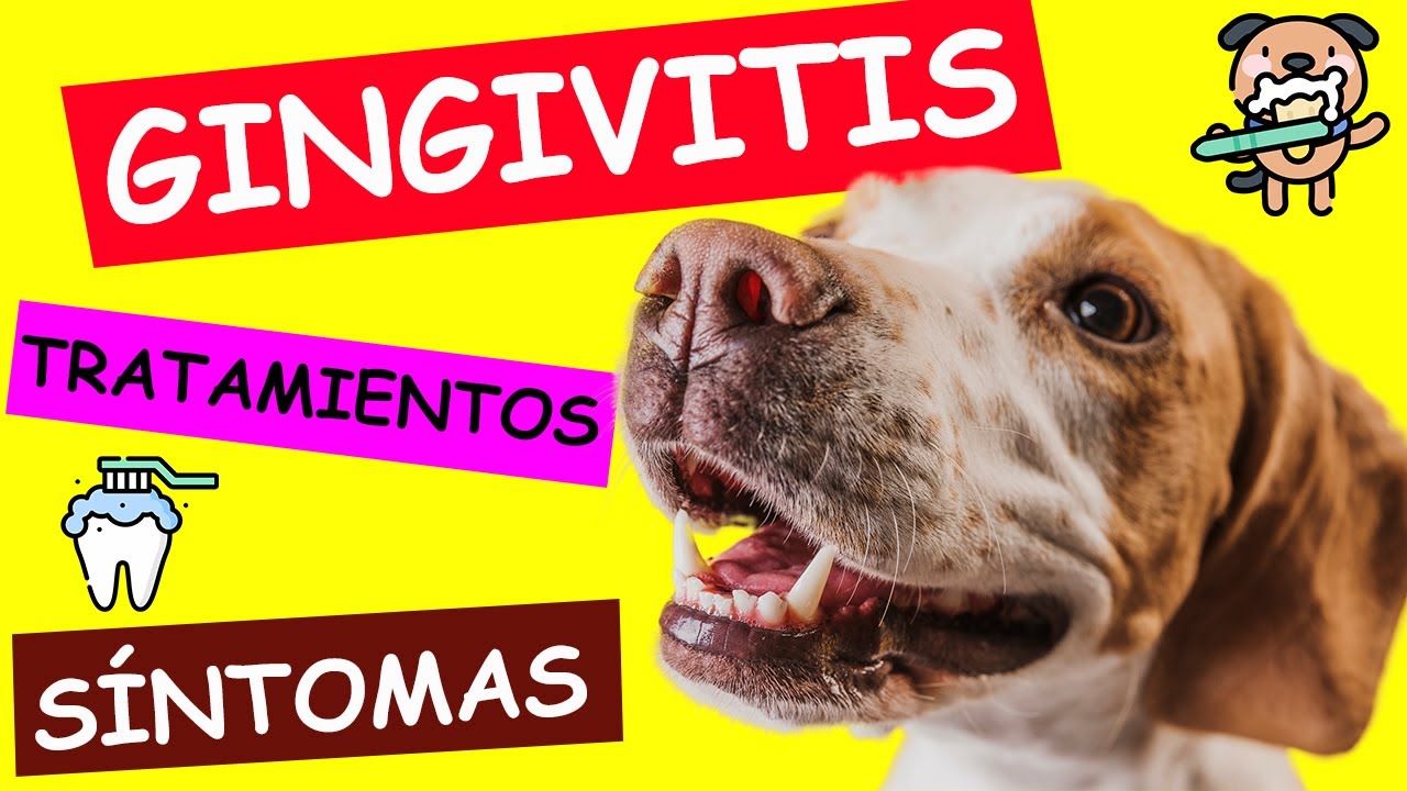 ¿Cómo Curar la GINGIVITIS EN PERROS?