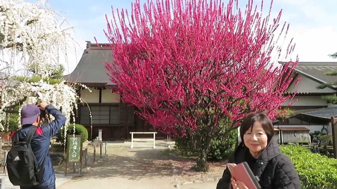 結城神社のしだれ梅