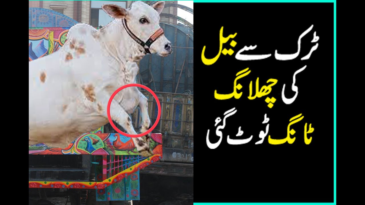 UNLOADING Ke Doran Tang Toot Gai - Worst Unloading Ever karachi Cow Mandi Bakra Eid 2020 TUMTAK TV