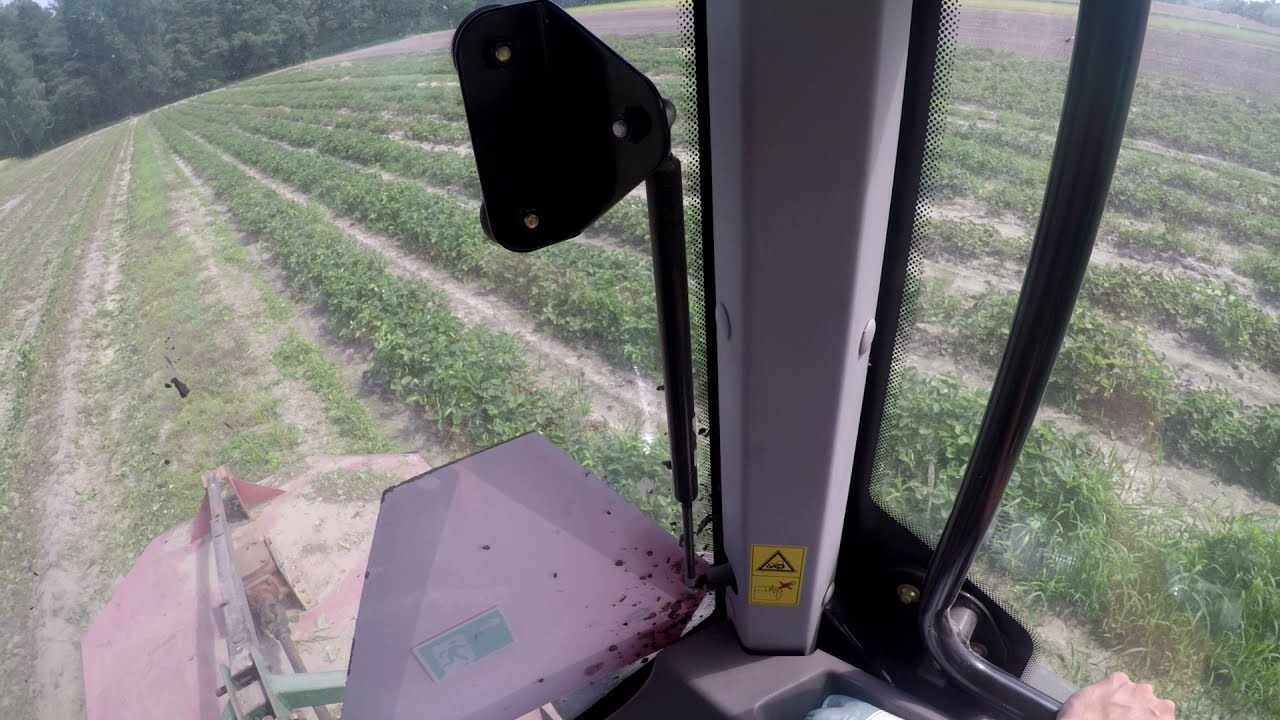 Koszenie truskawek🚜 Arbos 3055 podczas pracy