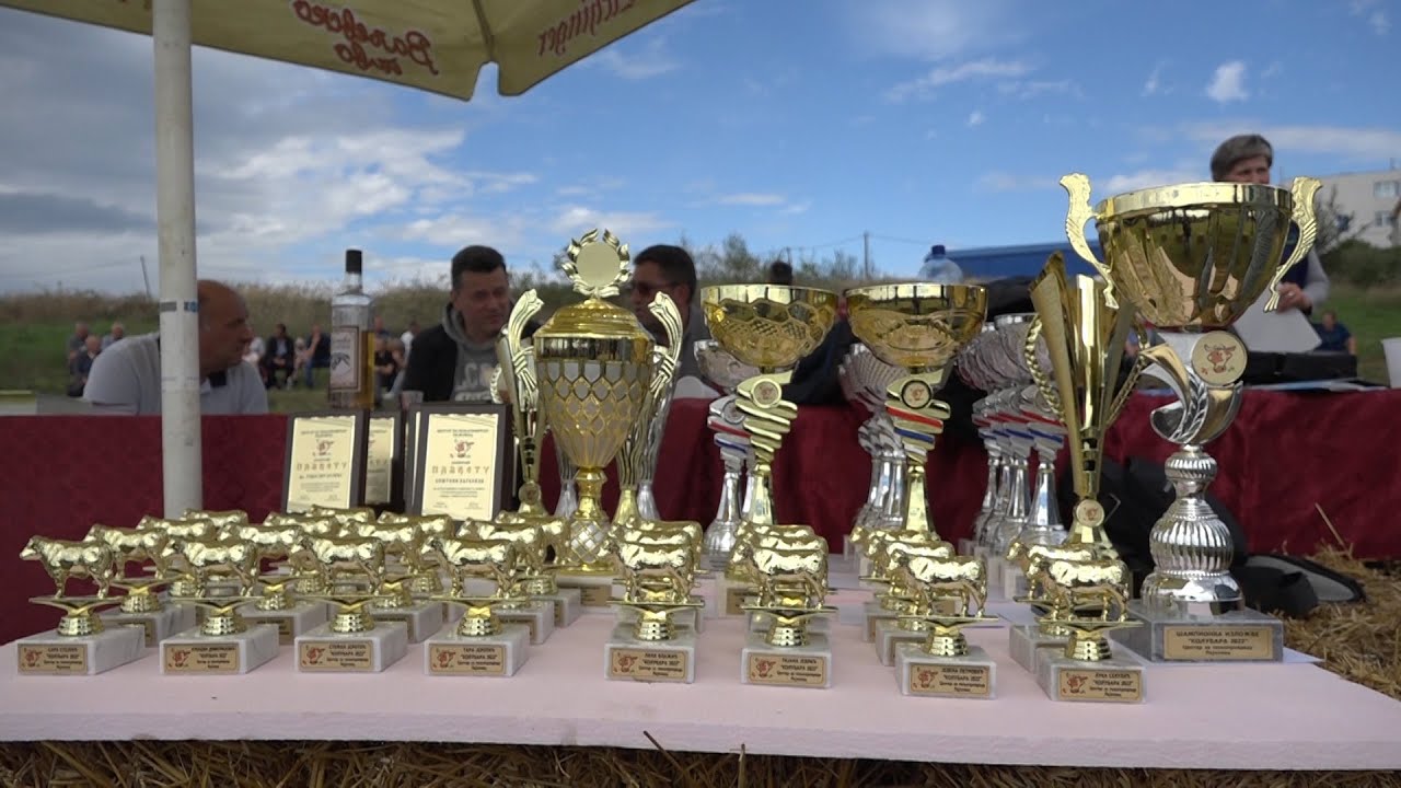 Izložba krava u Lajkovcu
