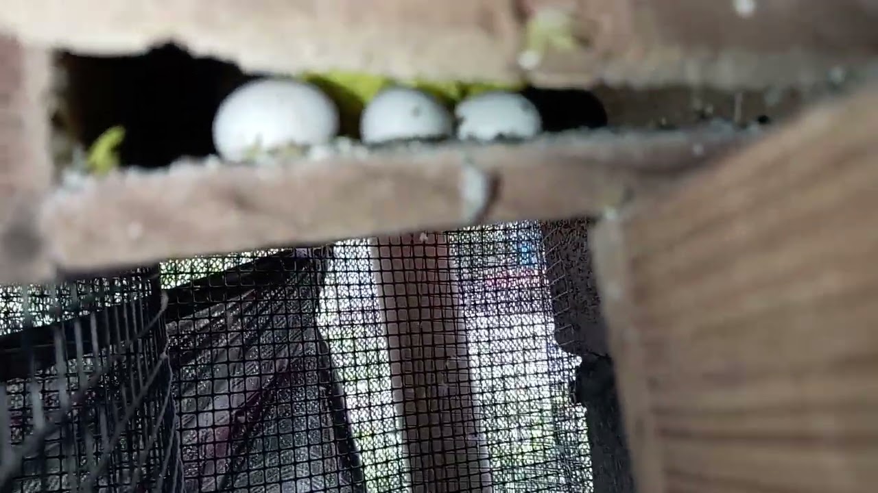 Mira esta parejita un moña y una portadora moña #budgies #birds #lovebirds 