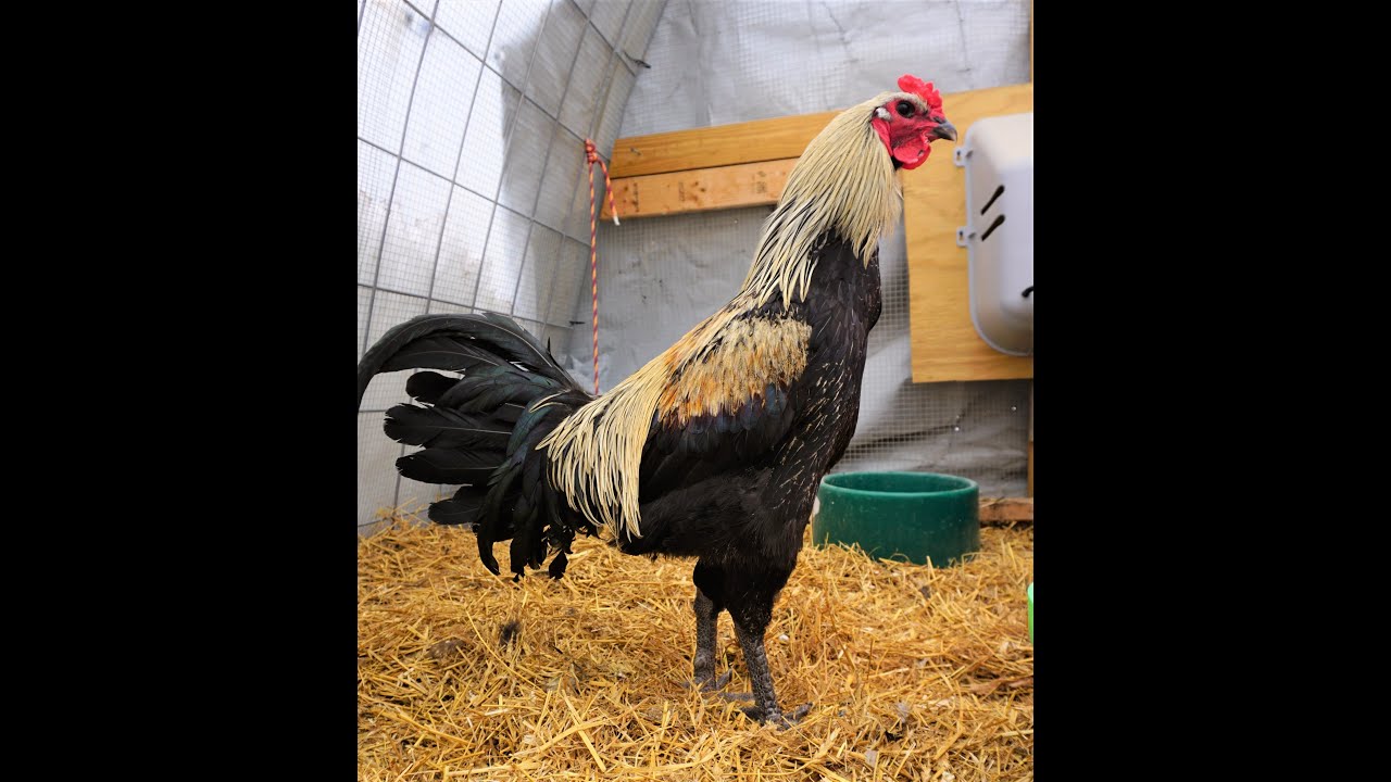 Belgium Giant Liege fighter chicken (28 inches tall, 10 months of age)