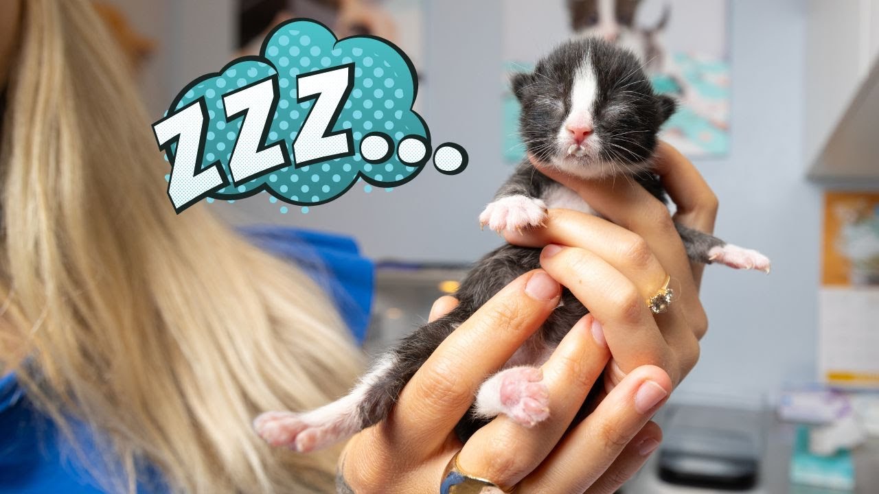 Как просыпаются мои приемные котята