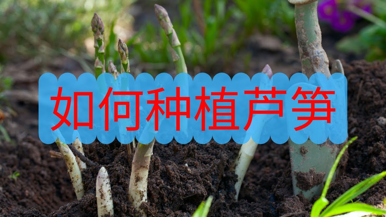 如何种植芦笋？为何你种不好芦笋，这里为您解答！科学种植，芦笋吃不完！