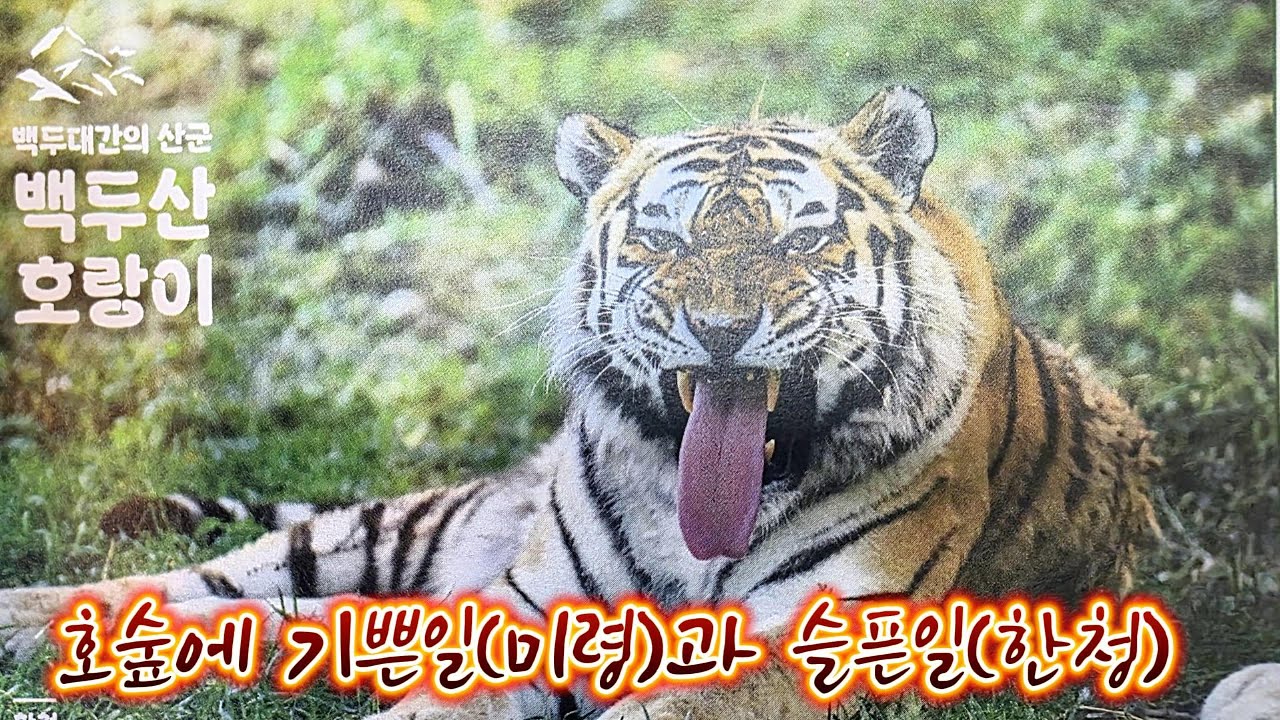 오늘 호랑이숲에 기쁜일(미령)과 슬픈일(한청)(2025 11 06)(봉화sun)(호랑이숲)