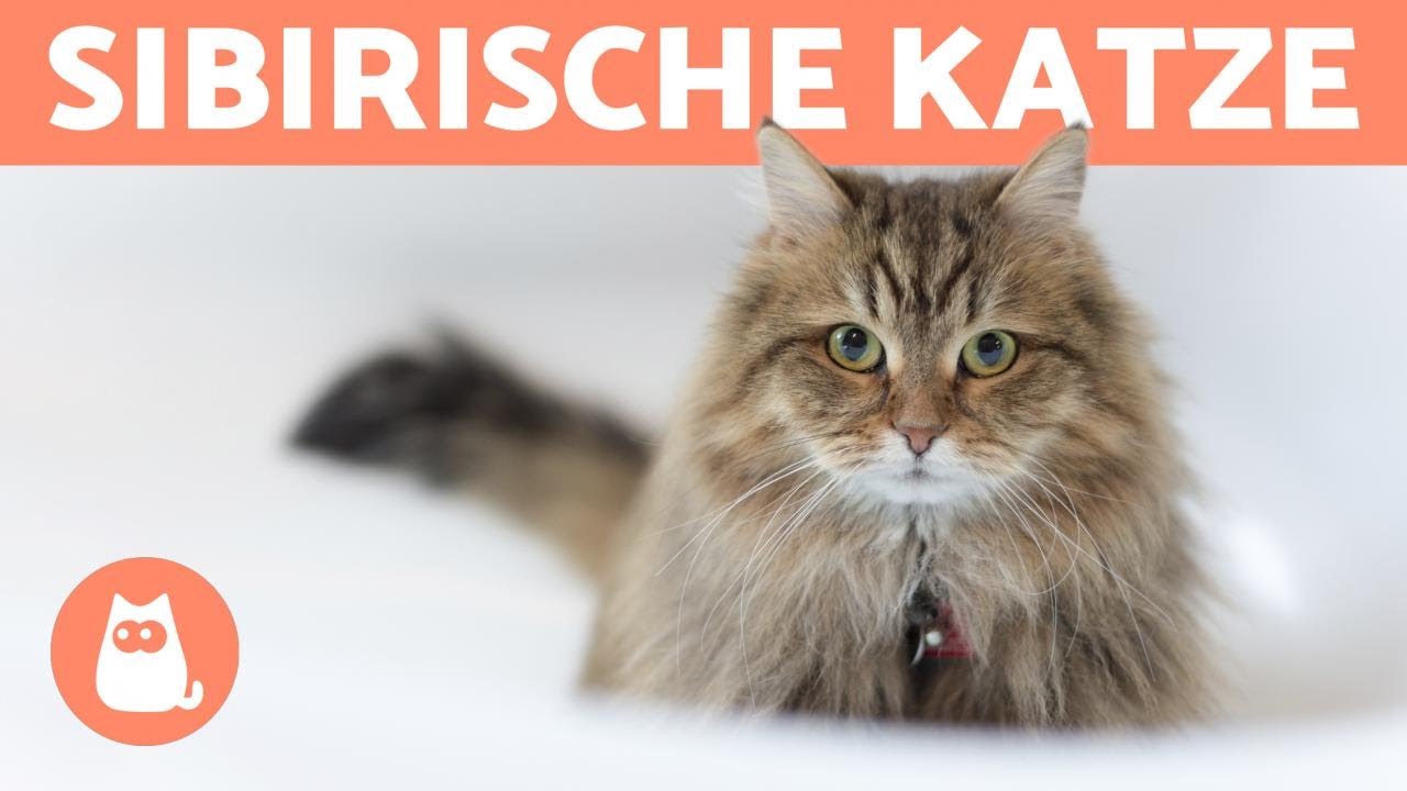 SIBIRISCHE KATZE - Charakter, Pflege und Gesundheit