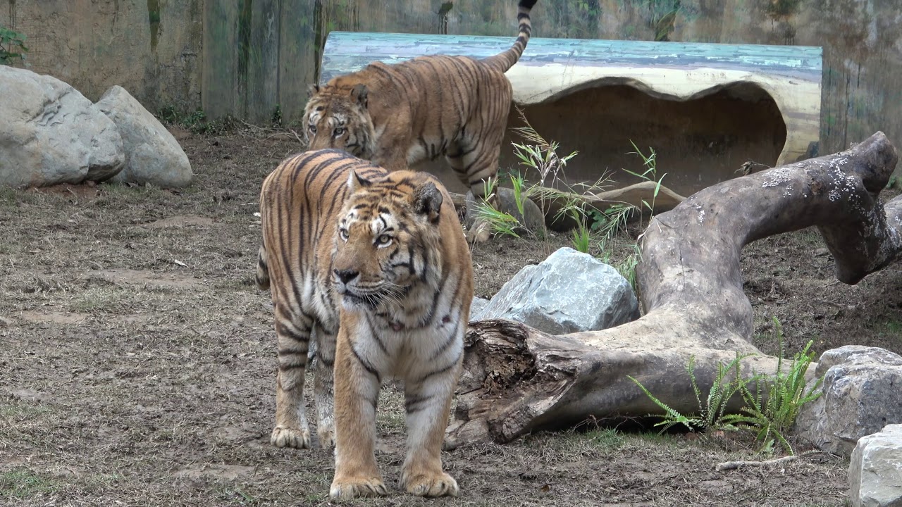 (4K) 老虎 Tiger@新竹市立動物園 HsinChu City Zoo