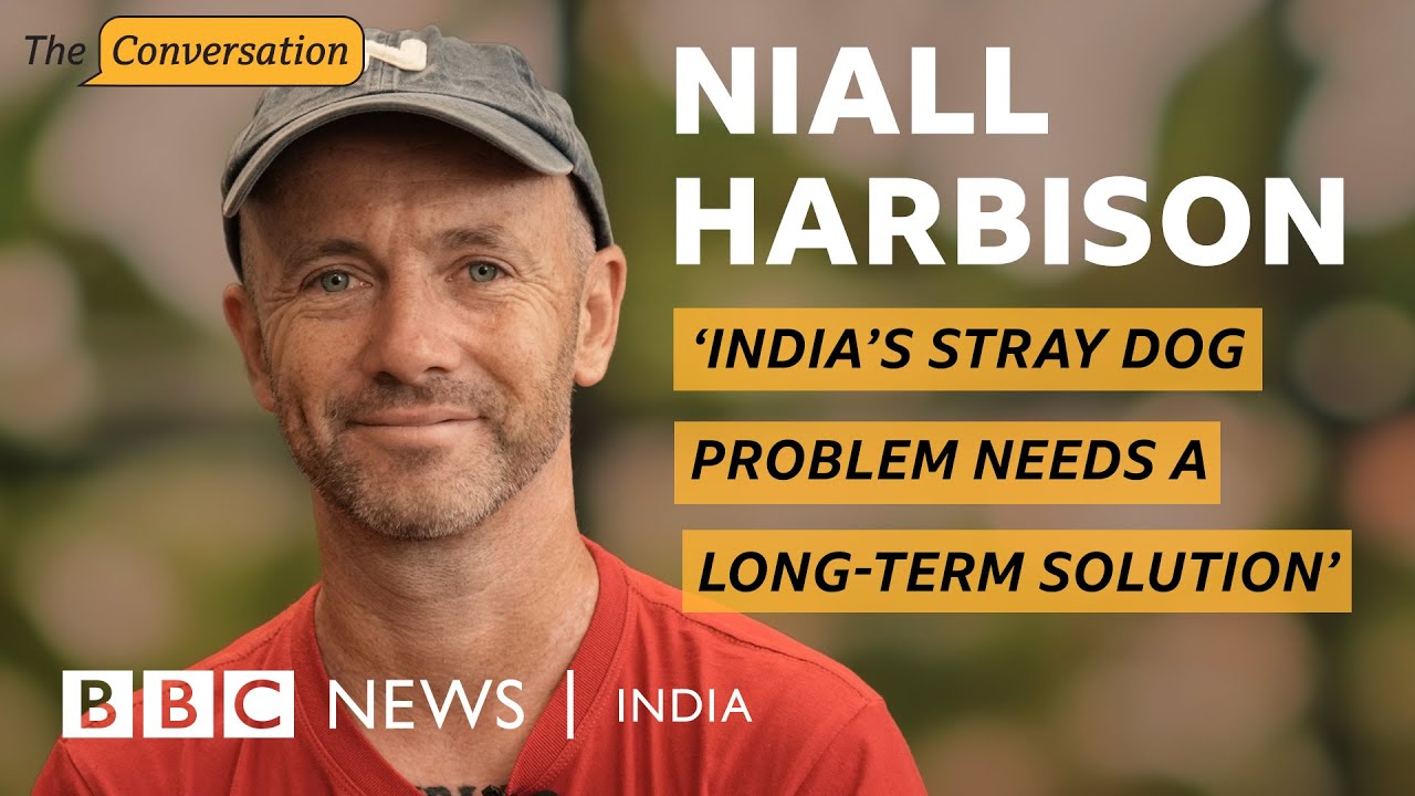 Dog rescuer Niall Harbison on India's stray dog order | BBC News India