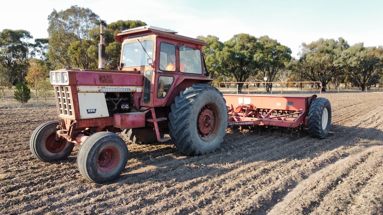 Cropping Lupins, Oats, and Clover With IH and Connor shea combines